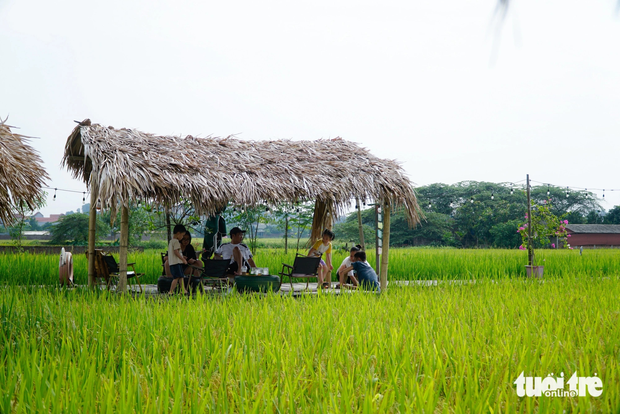 Với không gian gần gũi với thiên nhiên, quán cà phê lạ này được nhiều gia đình yêu thích tìm đến dịp cuối tuần