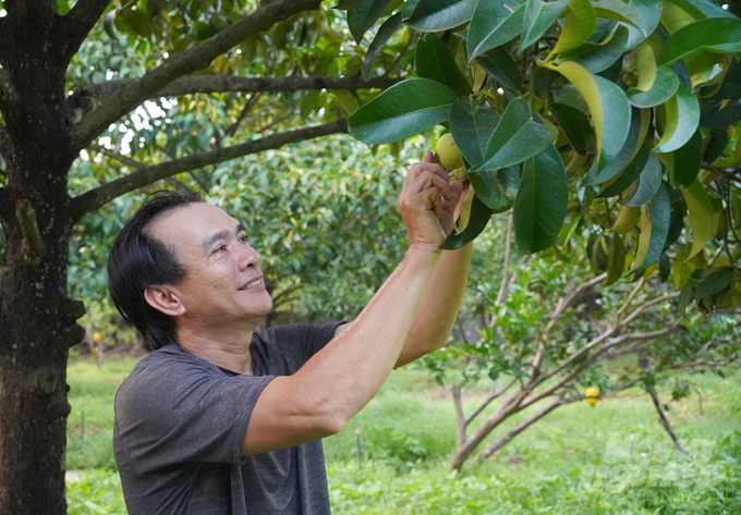 Trồng măng cụt hữu cơ, sản lượng mỗi năm một tăng. Ảnh: Nguyễn Thủy.