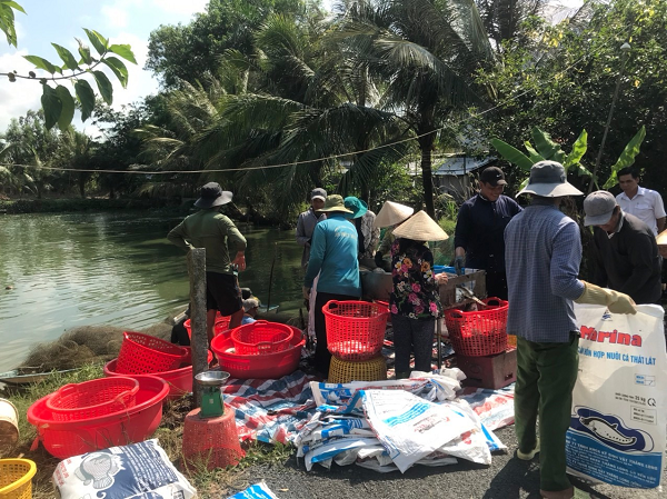 Đây là loài vật đẹp mã, dân Hậu Giang nuôi thành công dưới ao đất, bắt 10 tấn, bán 65.000 đồng/kg- Ảnh 3.