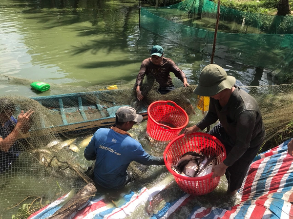 Đây là loài vật đẹp mã, dân Hậu Giang nuôi thành công dưới ao đất, bắt 10 tấn, bán 65.000 đồng/kg- Ảnh 2.