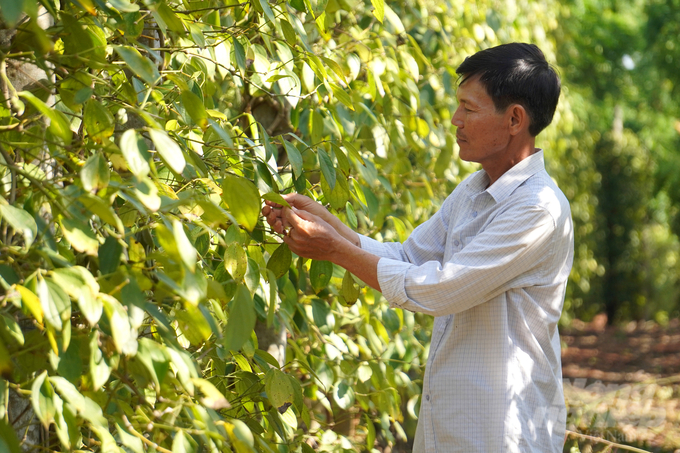 Ông Lâm Văn Tám (thành viên HTX Nông nghiệp - Thương mại - Dịch vụ Bầu Mây) kiểm tra sâu bệnh trên cây hồ tiêu. Ảnh: Nguyễn Thủy.