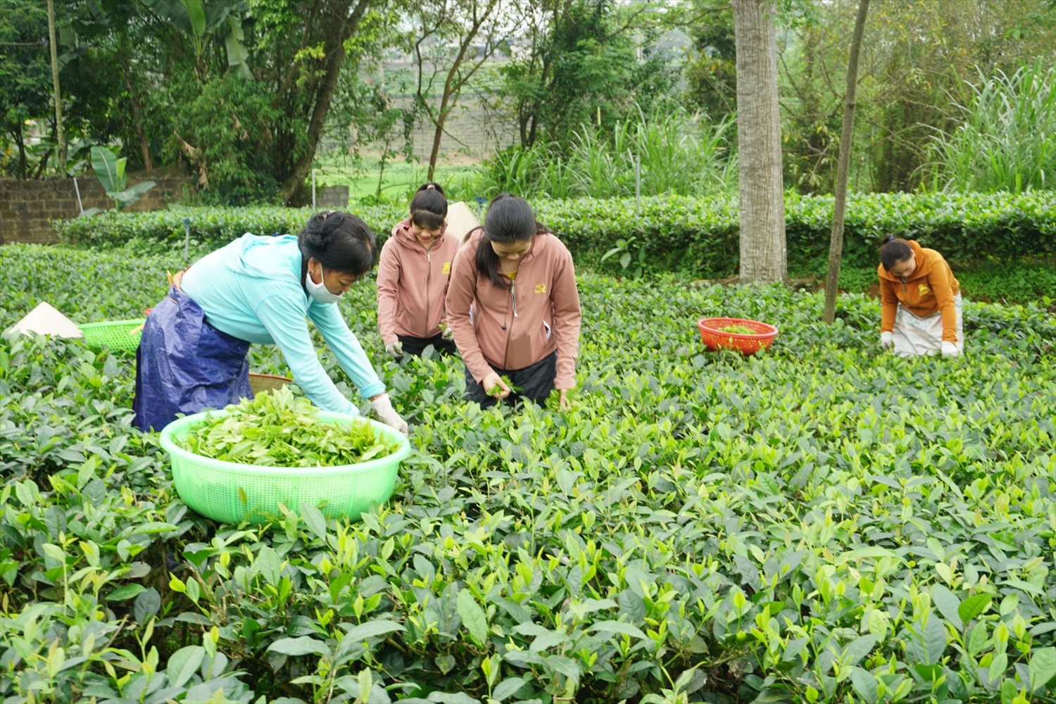 Cây chè là cây chủ lực giúp đồng bào DTTS huyện Đại Từ vươn lê thoát nghèo