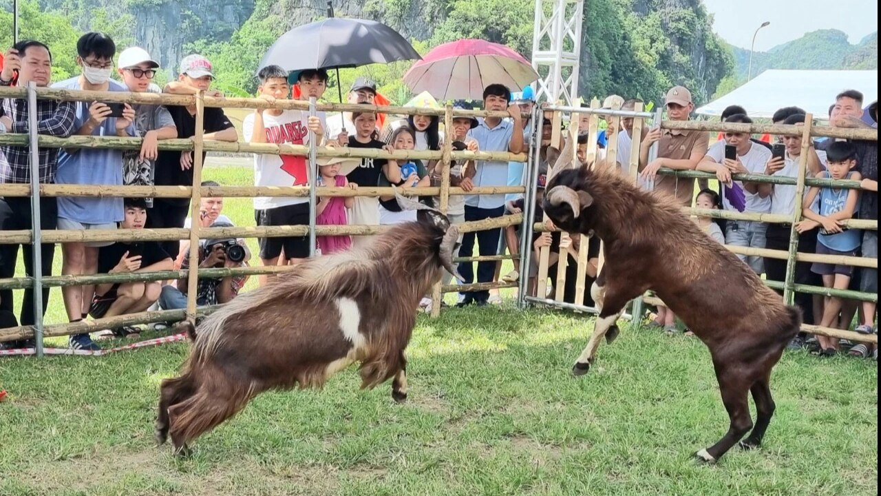 Về Ninh Bình xem chọi dê- Ảnh 8.