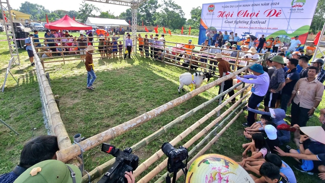 Về Ninh Bình xem chọi dê- Ảnh 7.