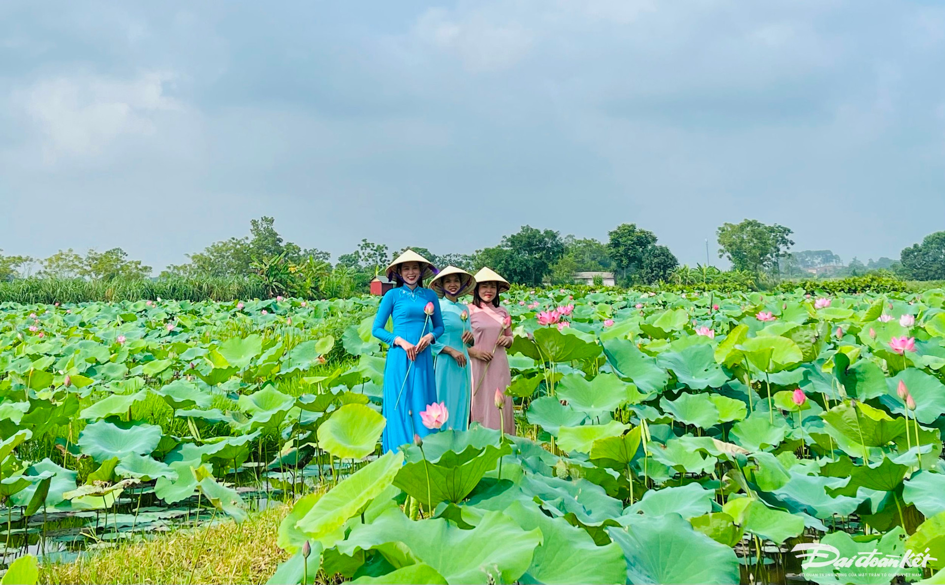 Giống sen được trồng trong nội thành là sen cổ, có mùi thơm ngát, hạt sen nấu chè, đồ xôi ăn rất mát. Du khách tới tham quan di sản sẽ được chiêm ngưỡng sắc sen, mùi hương thơm ngát khắp hồ trong khu vực nội thành. Ảnh: Đình Minh