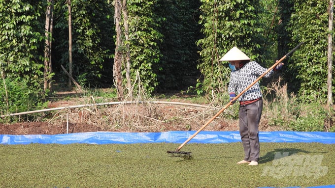 Liên kết để sản xuất hồ tiêu theo tiêu chuẩn quốc tế đang là xu hướng của các hộ dân trồng tiêu tại Bình Phước. Ảnh: Trần Trung.