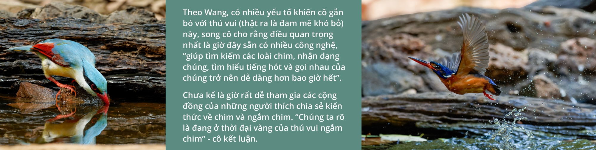 Việt Nam là miền đất hứa mới cho người mê chim - Ảnh 17.