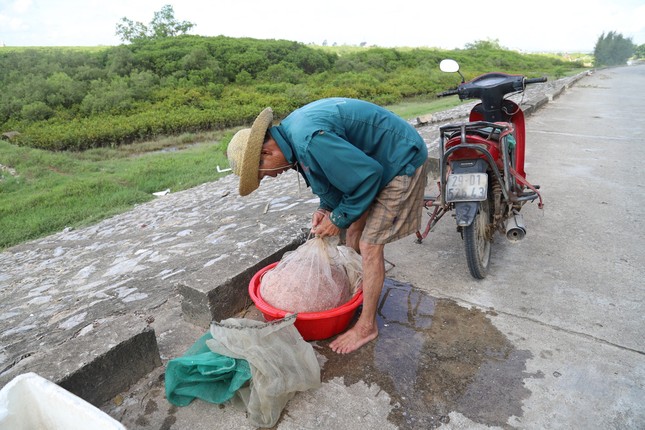 Ngư dân xứ Nghệ rộn ràng mùa thu hoạch ruốc biển ảnh 6