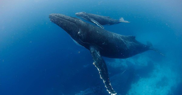 Why are whales able to dive deeper than nuclear submarines? - Vietnam.vn