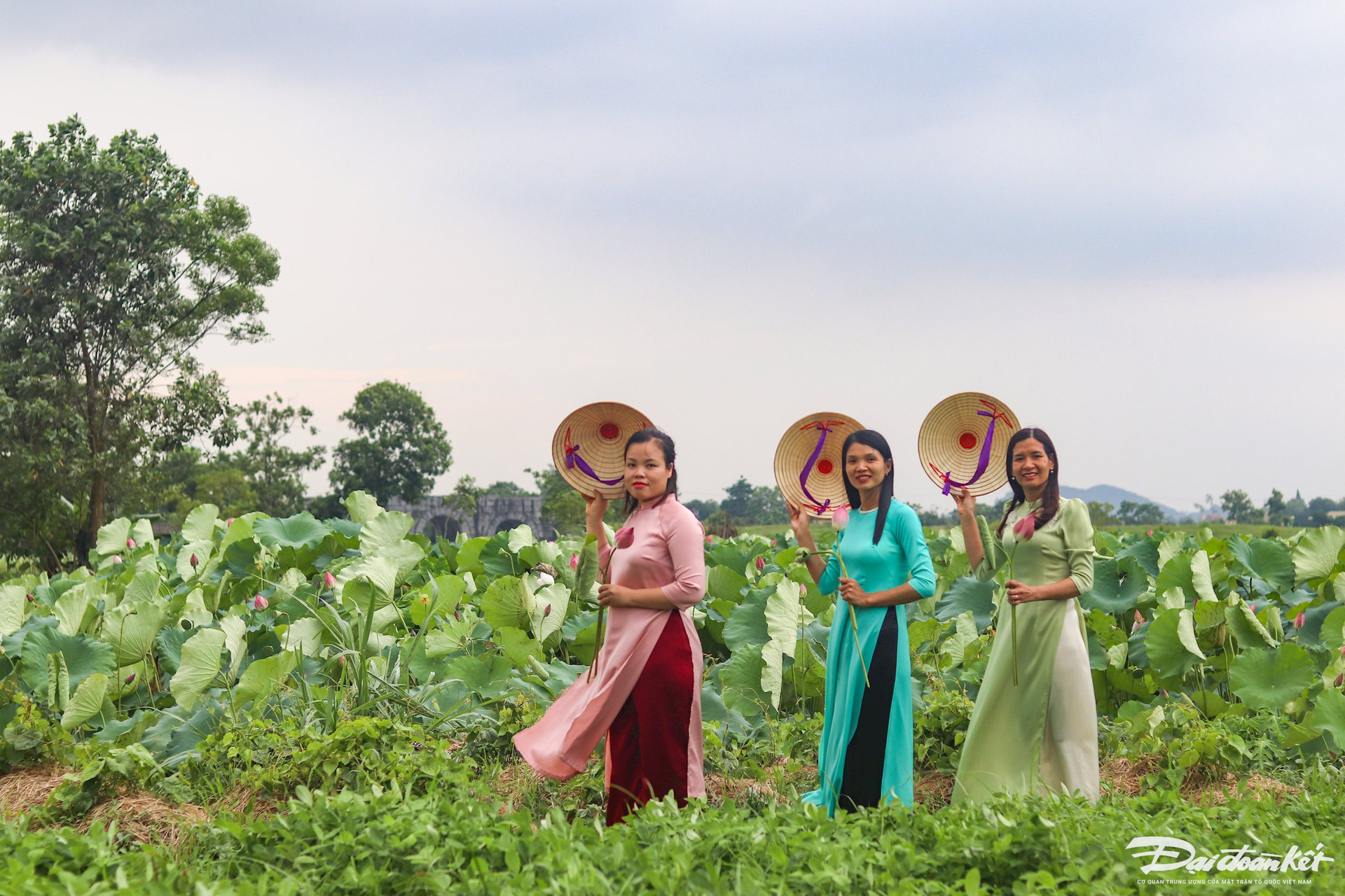 Bên trong thành nhà Hồ ở Thanh Hóa trồng loại hoa sen cổ, mùi thơm ngào ngạt, dân tình tha hồ chụp ảnh- Ảnh 3.