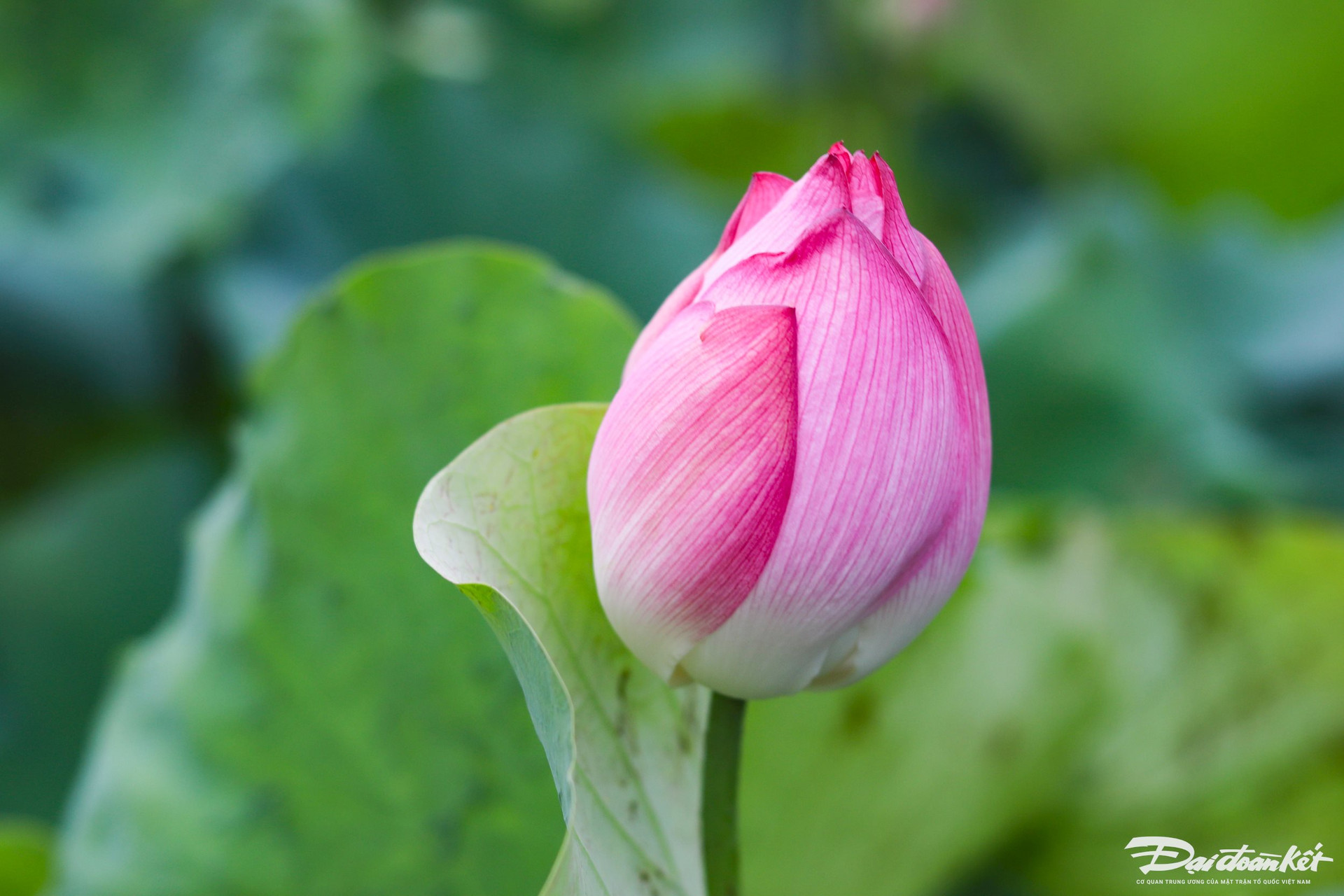 Bên trong thành nhà Hồ ở Thanh Hóa trồng loại hoa sen cổ, mùi thơm ngào ngạt, dân tình tha hồ chụp ảnh- Ảnh 7.