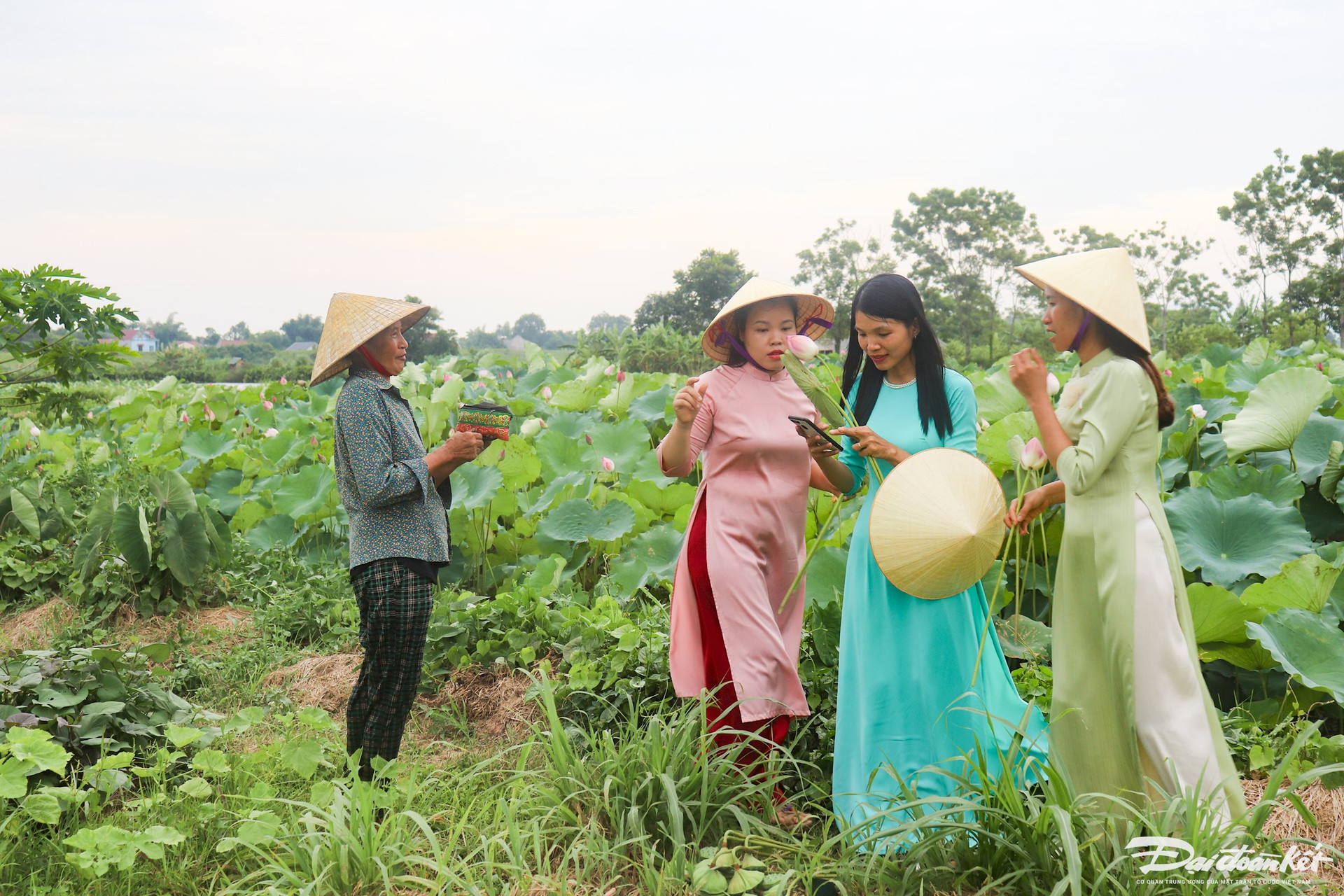 Bên trong thành nhà Hồ ở Thanh Hóa trồng loại hoa sen cổ, mùi thơm ngào ngạt, dân tình tha hồ chụp ảnh- Ảnh 9.