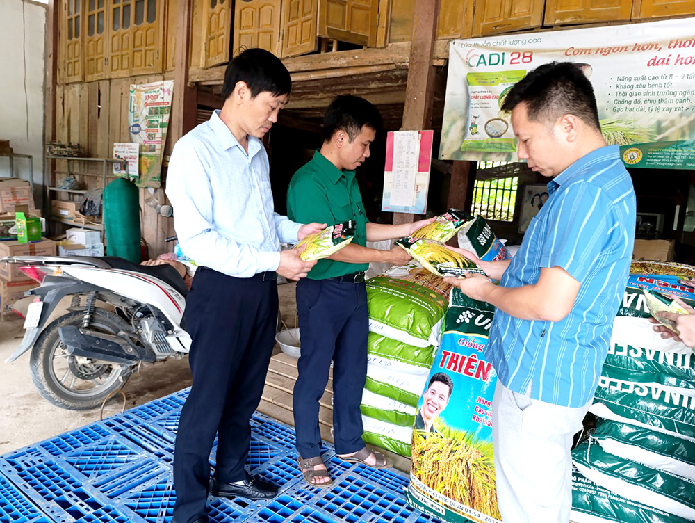 Hàng trăm hộ dân Phú Thọ mất trắng vụ xuân vì mua giống lúa lạ được 