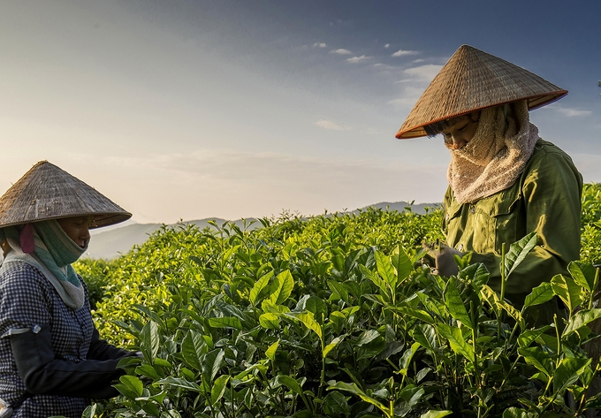 Sản xuất chè là một trong những thế mạnh chủ lực của đồng bào các DTTS trên địa bàn TP. Thái Nguyên