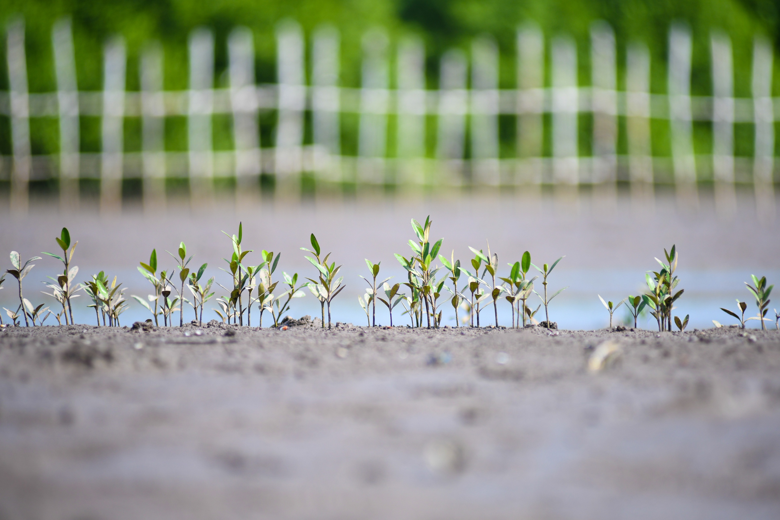 Thiên nhiên tái sinh kì diệu nơi cánh rừng Net Zero đất Mũi- Ảnh 7.