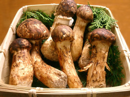 1200px matsutake.jpg