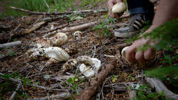 Matsutake fiind ales.jpg