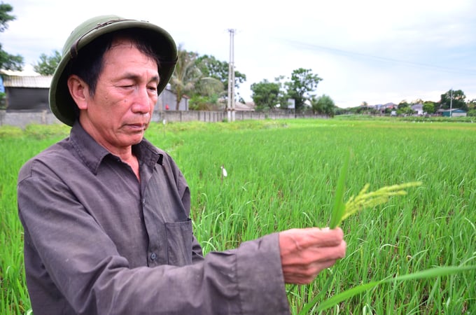 Chỉ khoảng 15 ngày mà cây lúa tái sinh đã trổ bông. Ảnh: Dương Đình Tường. 