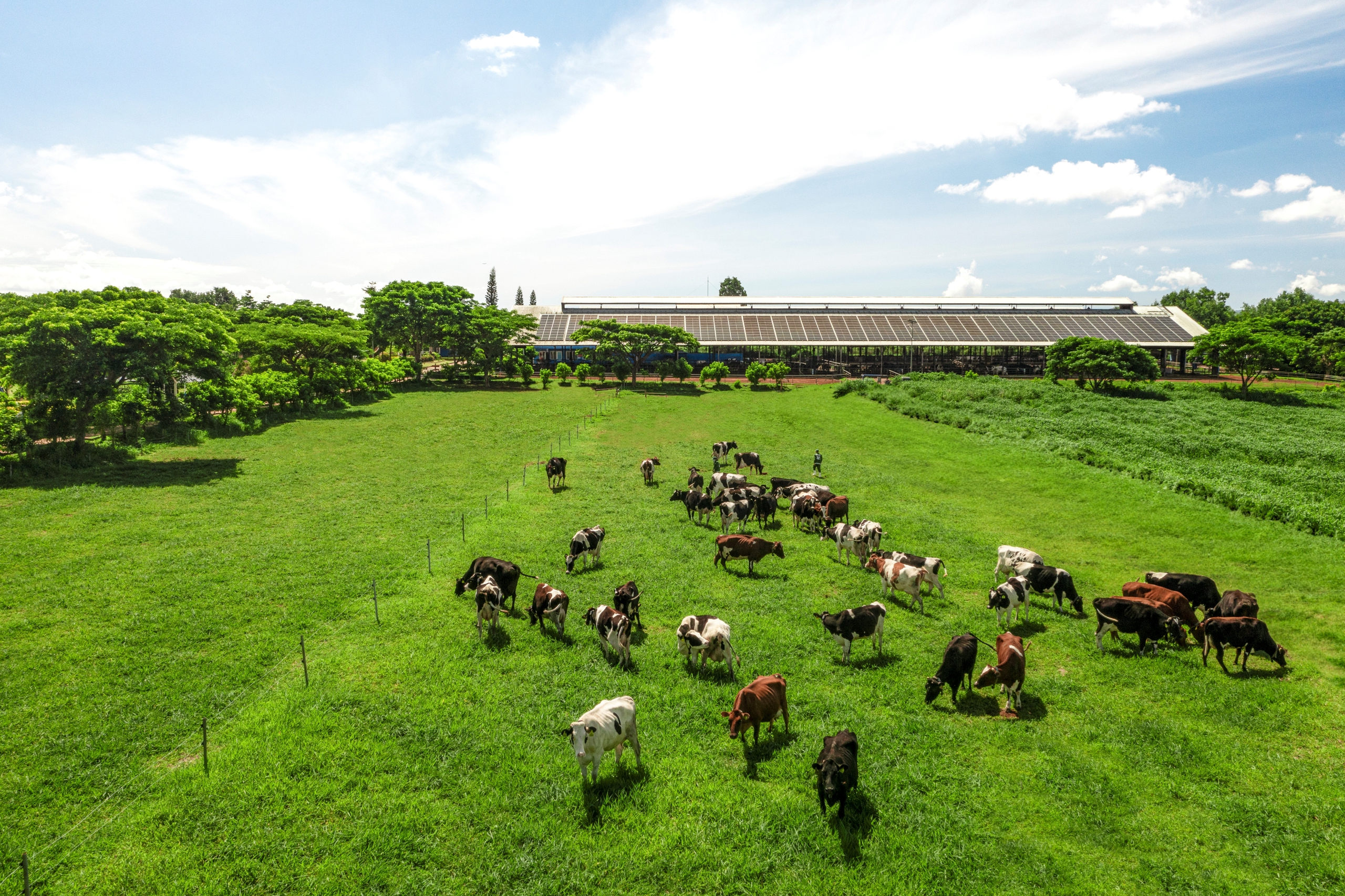 Hệ sinh thái "Net Zero" đã vượt ra ngoài những trang trại xanh của Viamilk- Ảnh 11.