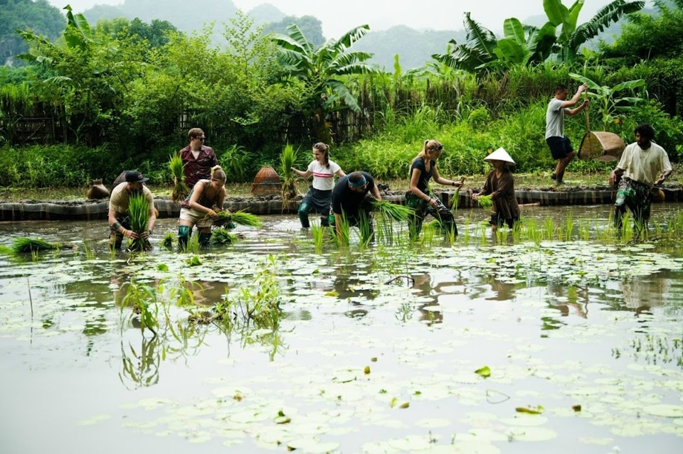 Trải nghiệm trồng lúa nước là một dịch vụ hút khách của Buffalo Cave Farmstay