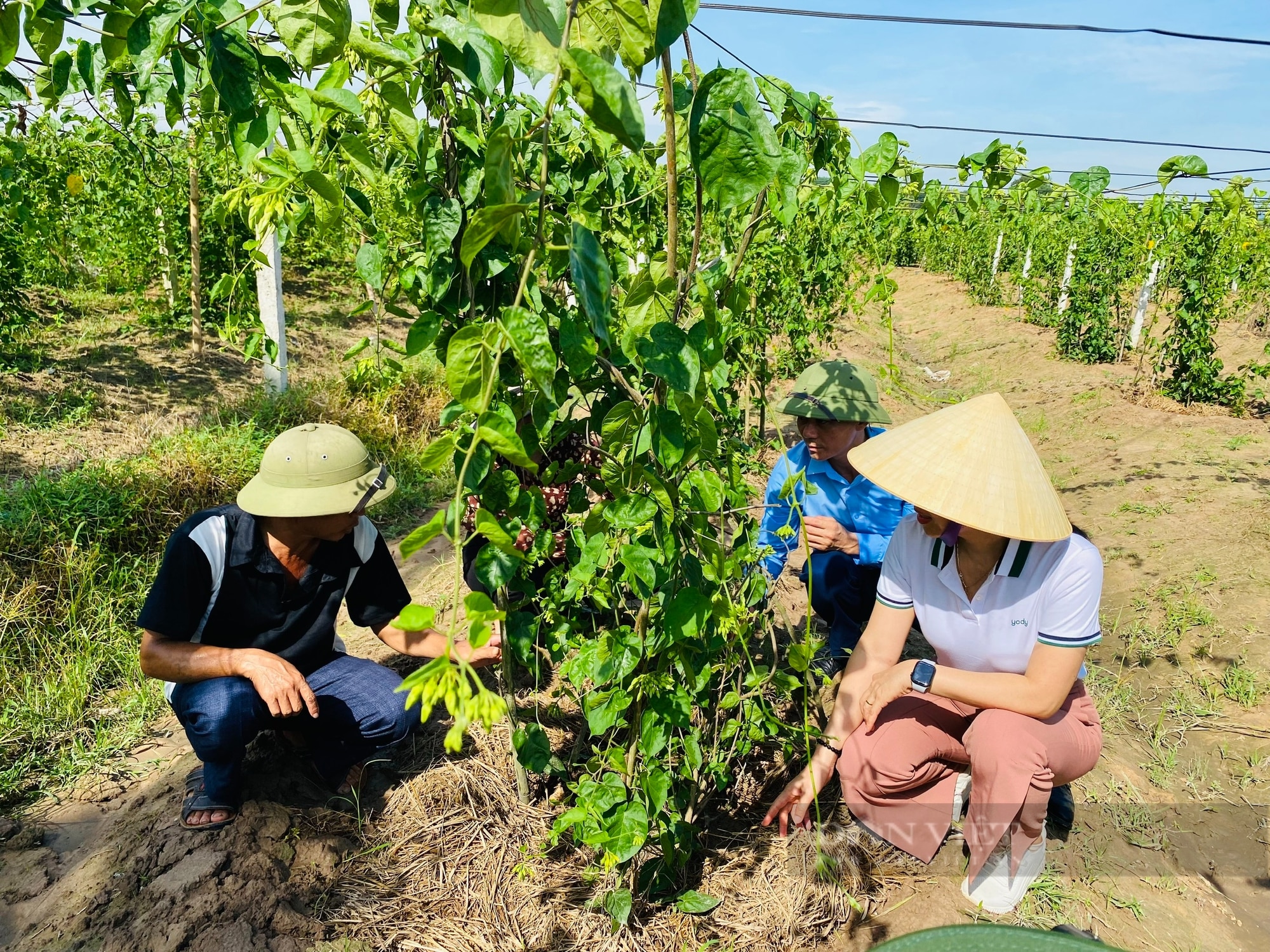 Thanh Hóa: Trồng thứ cây bò đi tứ phía, hái hoa đem đi bán kiếm 5 đến 6 triệu đồng/ngày- Ảnh 3.