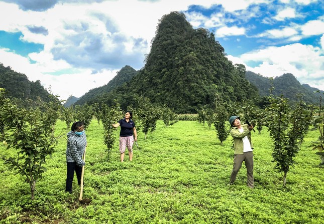 Huyện miền núi Thạch An (Cao Bằng) triển khai dự án, chính sách giảm nghèo bền vững ảnh 3