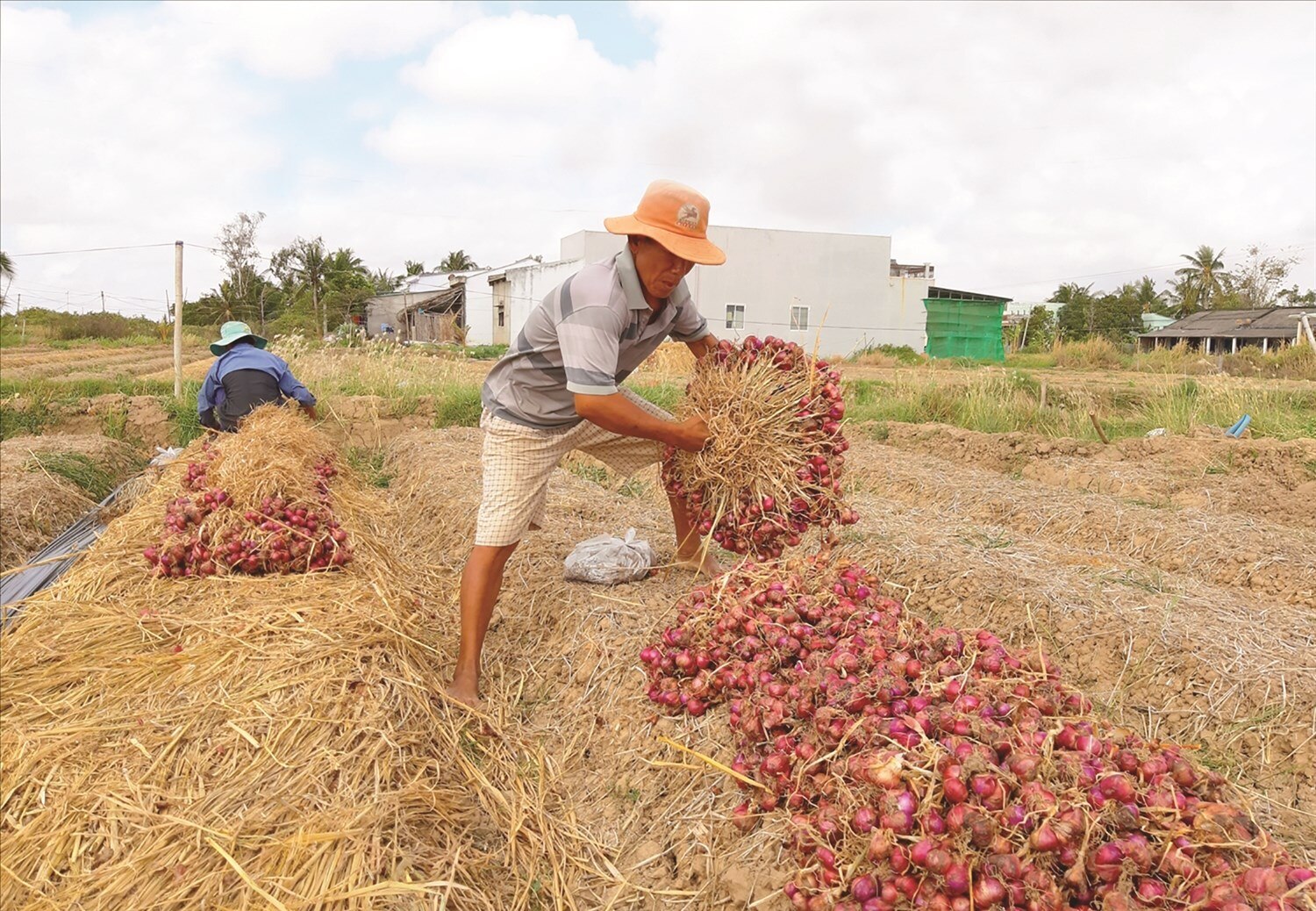  Mô hình trồng hành tím của đồng bào Khmer Vĩnh Châu hướng đến sản xuất liên kết hợp tác kết nối với doanh nghiệp, để tạo đầu ra ổn định, được hỗ trợ theo Chương trình MTQG 1719