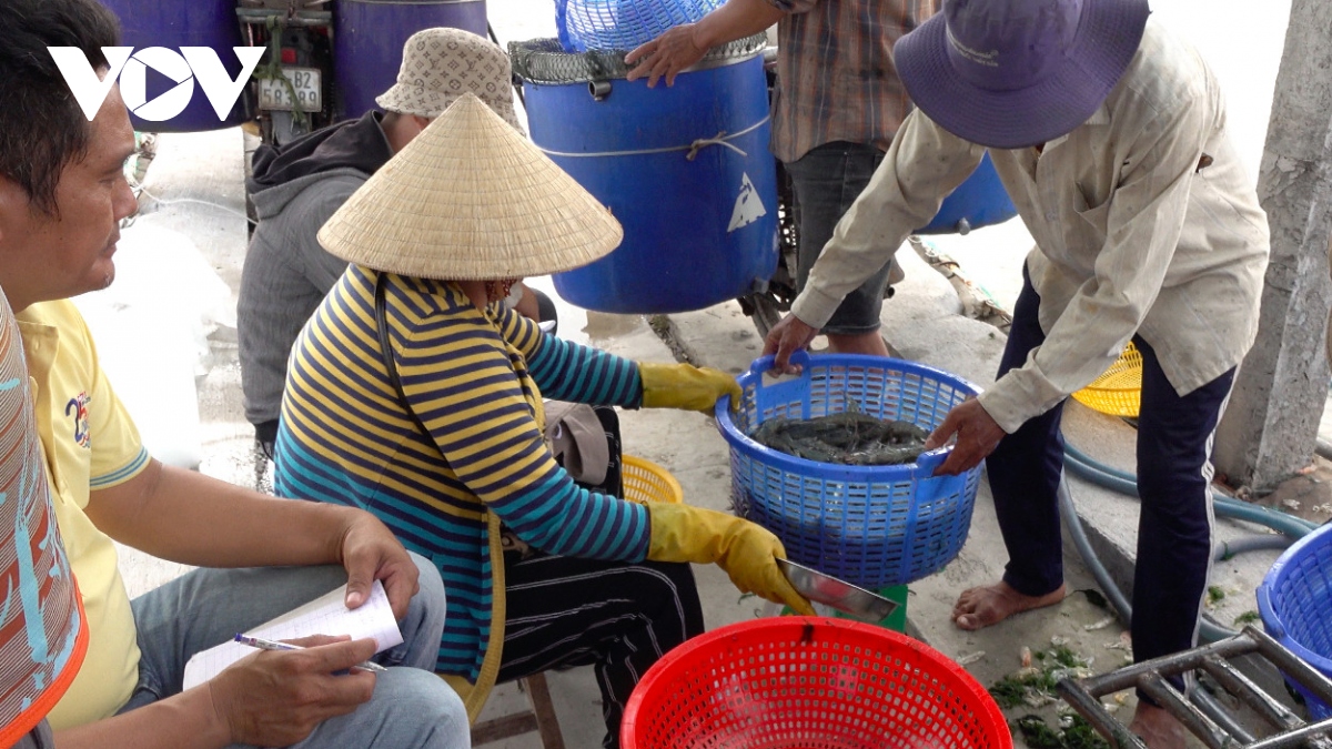 gia tom the cong nghe cao giam thap, ngu dan ben tre kho nhan rong dien tich hinh anh 2