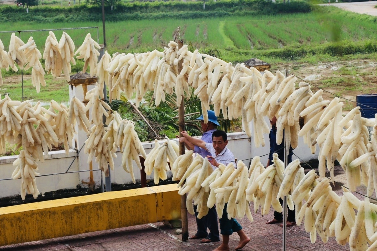 Sản phẩm xơ mướp sau sơ chế được đơn vị liên kết thu mua toàn bộ, tuy nhiên giá cả được phân loại theo độ dài của từng xơ mướp