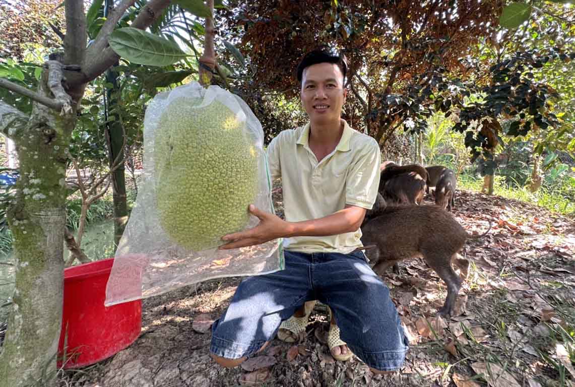 Ngồi chặt mít chín nuôi một loài động vật phàm ăn, một nông dân Sóc Trăng 