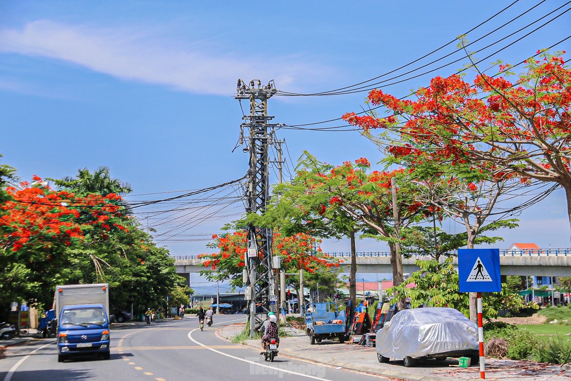 Hoa phượng bung nở rực rỡ ở Đà Nẵng ảnh 3