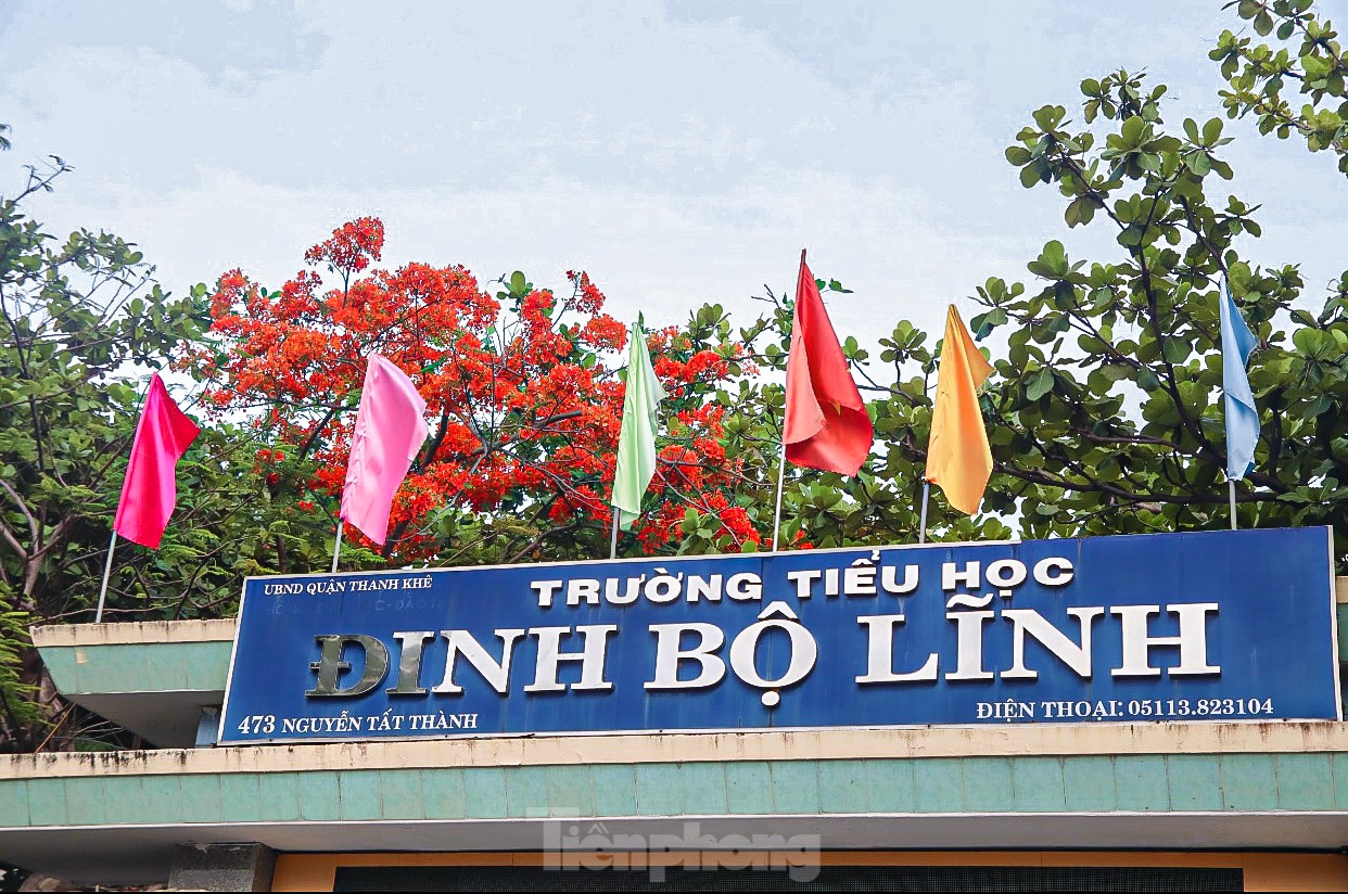 Hoa phượng bung nở rực rỡ ở Đà Nẵng ảnh 11