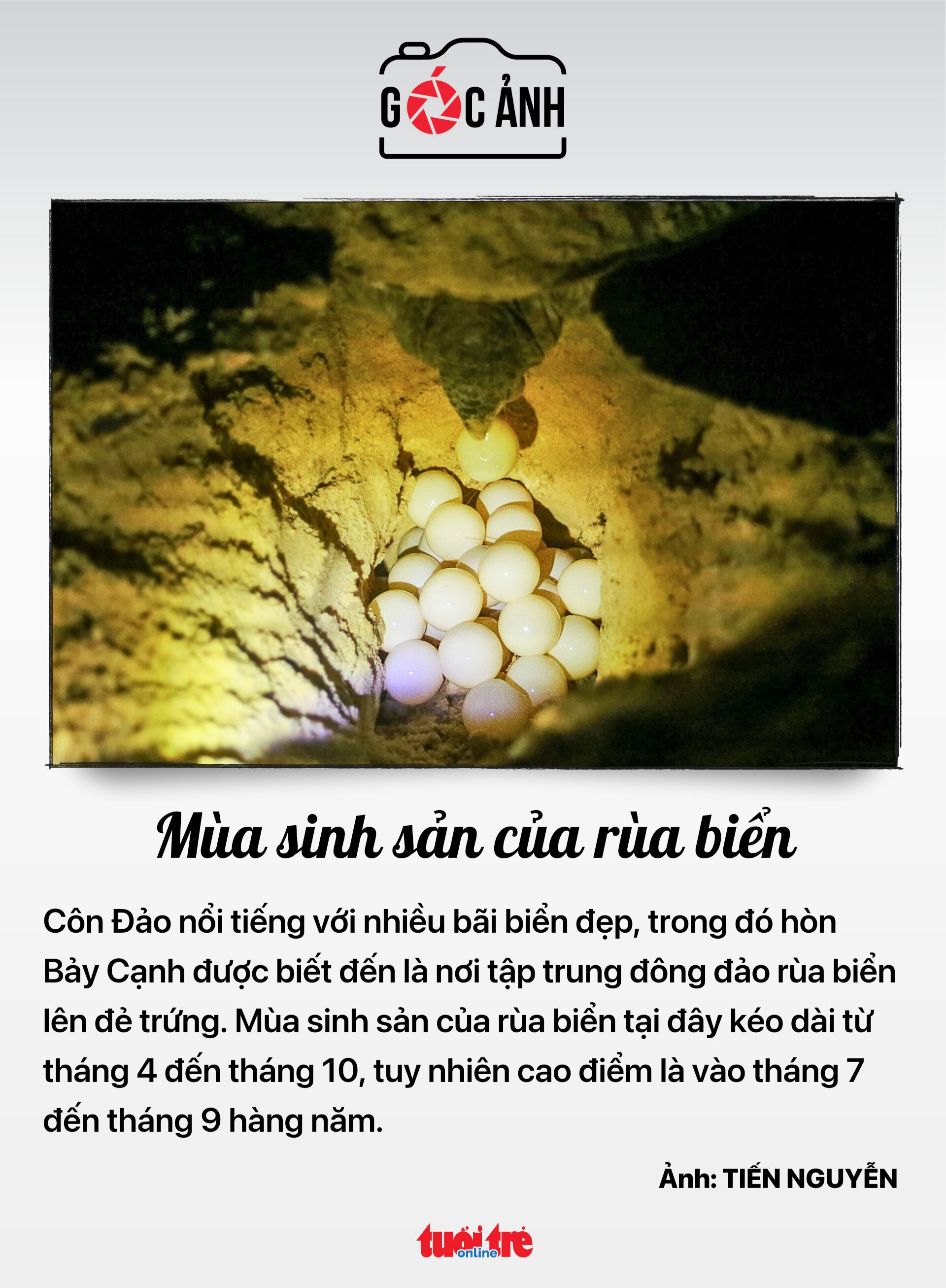 Mùa sinh sản của rùa biển - Ảnh: TIẾN NGUYỄN