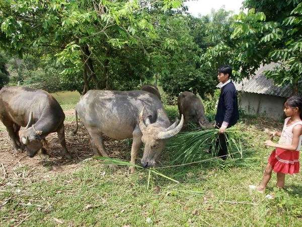 Hai mươi năm làm tín dụng chính sách xã hội bằng cả trái tim ảnh 2