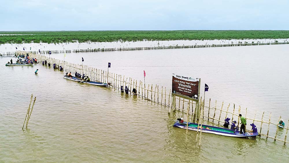 Vinamilk cùng người dân đất mũi Cà Mau khoanh nuôi tái sinh 25 ha rừng ngập mặn