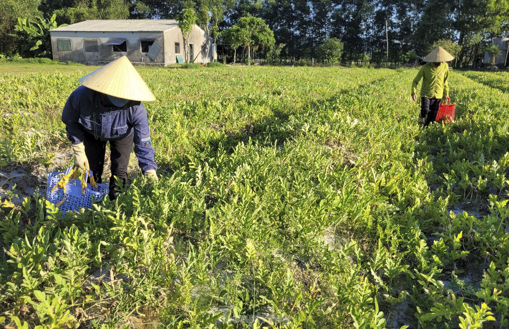 Nông dân phấn khởi vì dưa được mùa ảnh 3