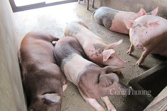 Giá heo hơi hôm nay ngày 23/6/2024: Giao dịch quanh mức 68.000 đồng/kg