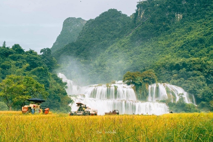 Thác Bản Giốc vào mùa lễ hội du lịch tháng nổi bật với sắc vàng của những thửa ruộng lúa chín và sinh hoạt văn hoá của người Tày. (Ảnh: Dương Loan)