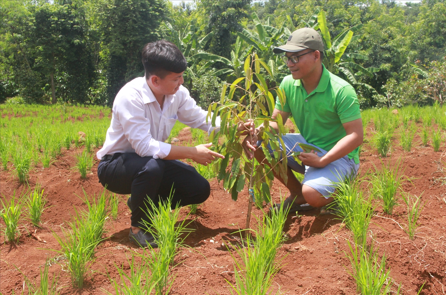 Cán bộ nông nghiệp hướng dẫn kỹ thuật tái canh cây cà phê theo hướng xen canh cây sầu riêng tại xã Dray Sáp