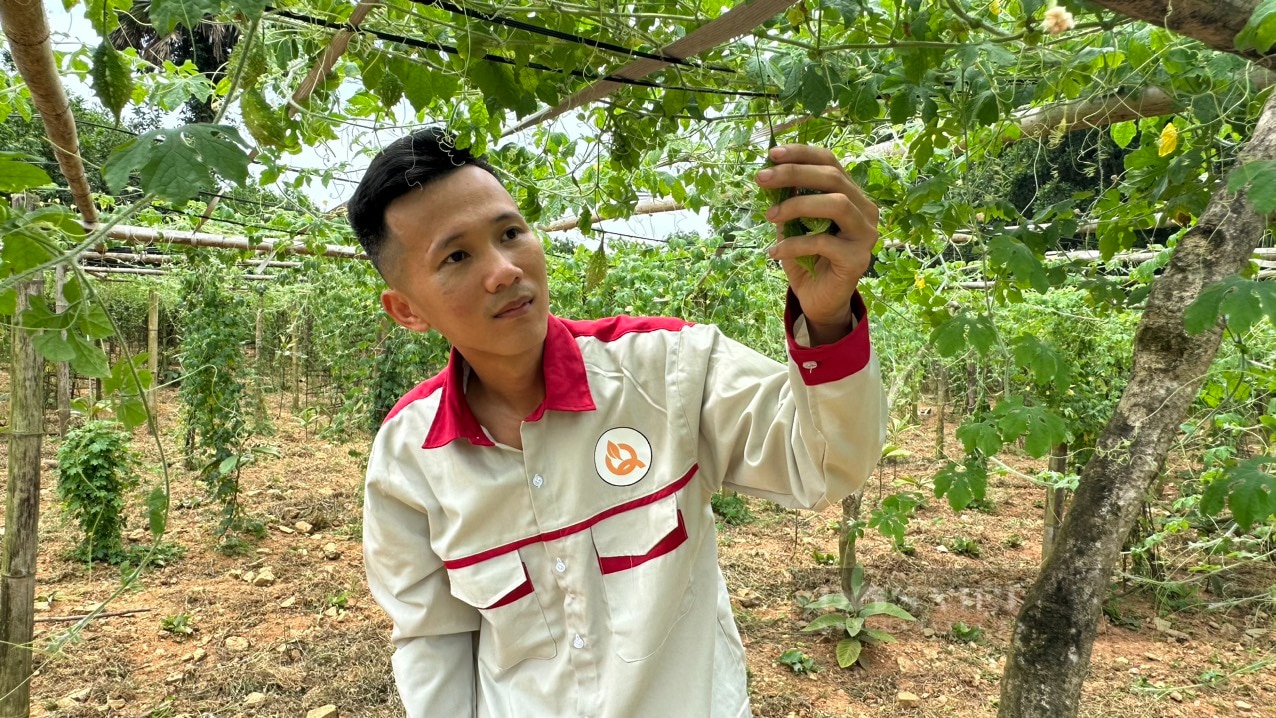 Trồng cây dược liệu, chàng kỹ sư công nghiệp người Tày Thái Nguyên giúp nhiều bà con có thu nhập ổn định- Ảnh 2.