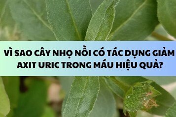 Vì sao cây nhọ nồi có tác dụng giảm axit uric trong máu hiệu quả?