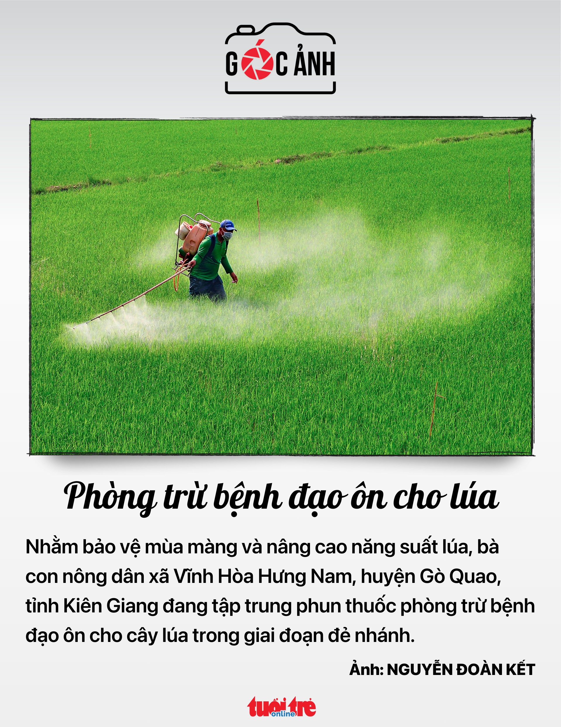 Phòng trừ bệnh đạo ôn cho lúa 