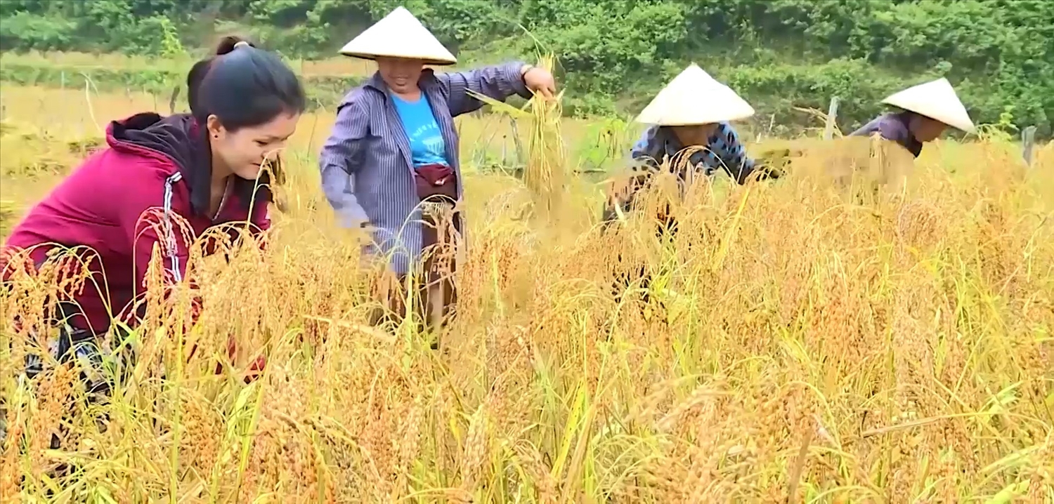 Lúa nếp Cay Nọi, mở ra cơ hội thoát nghèo cho nhiều hộ dân trên địa bàn huyện Mường Lát