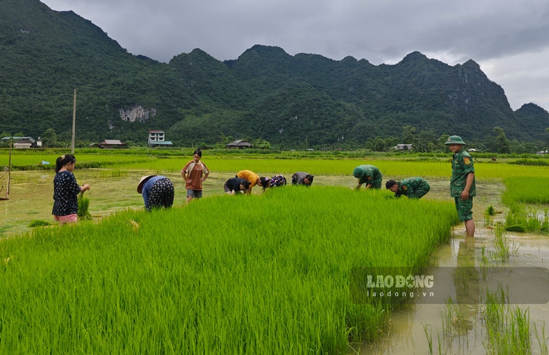 Người dân cùng các chiến sĩ nhổ mạ, đưa ra ruộng chuẩn bị gieo cấy.