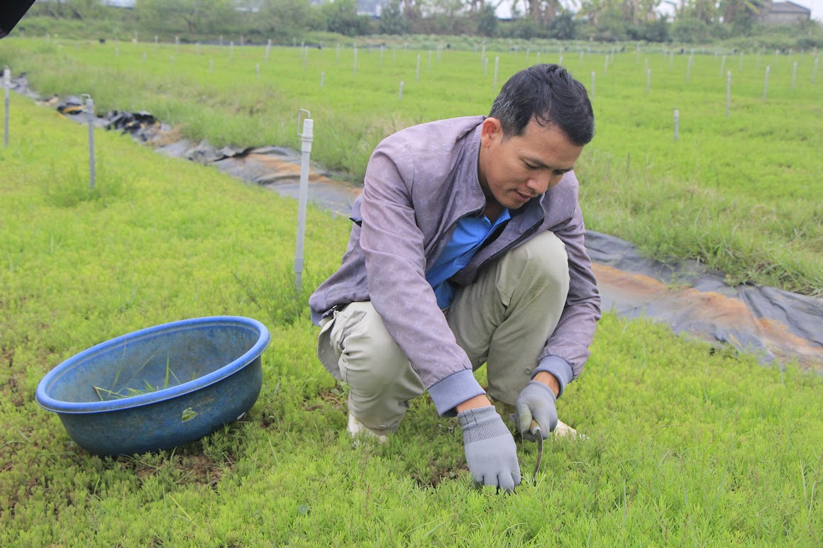 Rau nhót, loại rau dại tên nghe mắc cười, một người Nghệ An trồng thành công, thu gần 1 tỷ/ha- Ảnh 3.