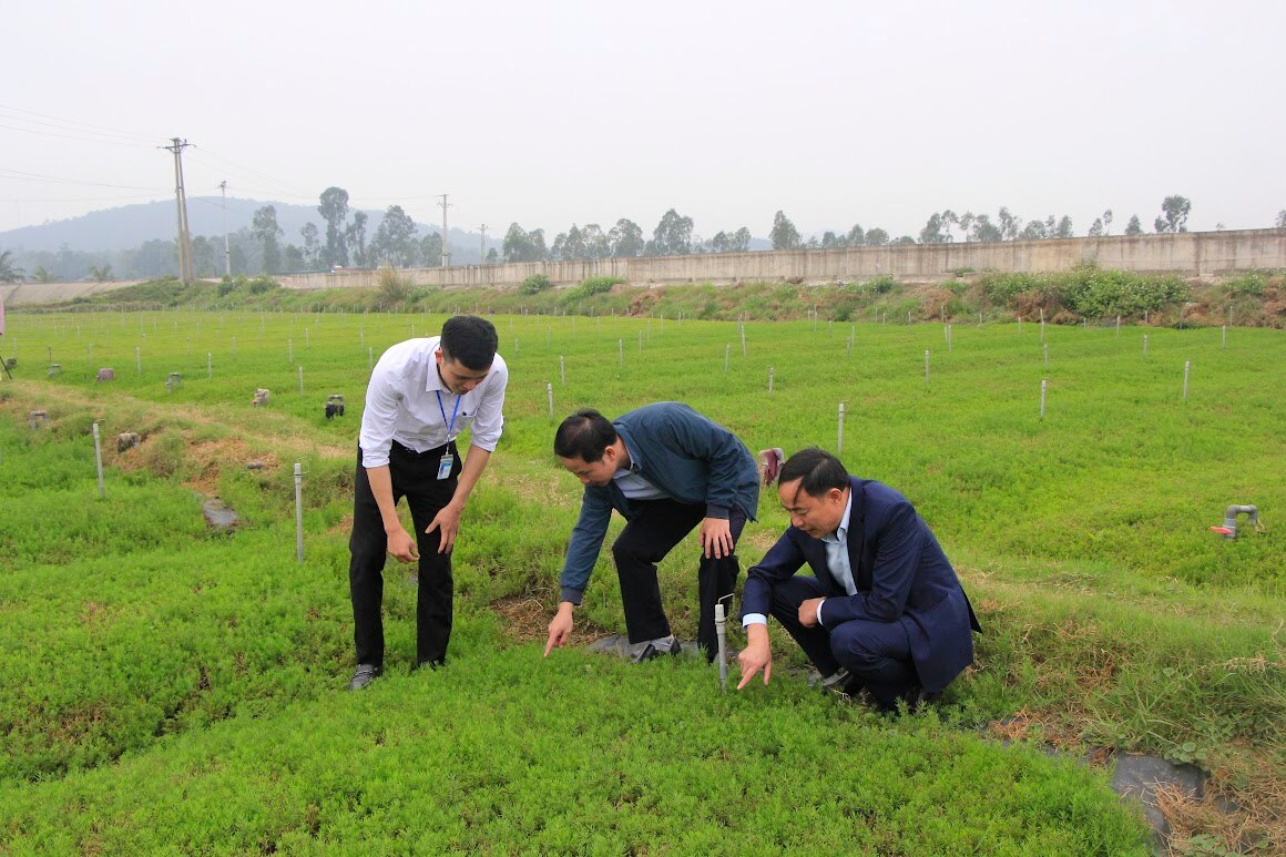 Rau nhót, loại rau dại tên nghe mắc cười, một người Nghệ An trồng thành công, thu gần 1 tỷ/ha- Ảnh 7.