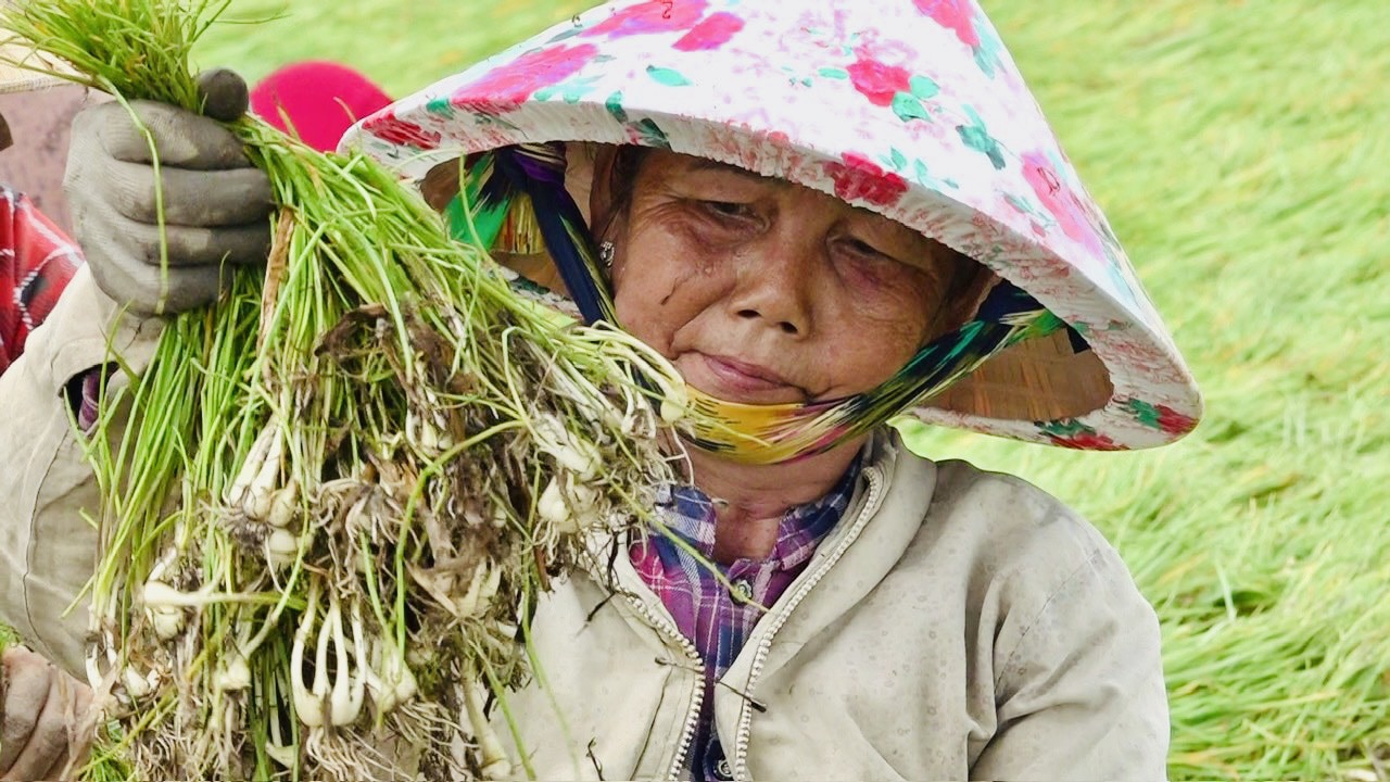 Củ kiệu sau khi thu hoạch đem phơi bán cho thương lái đã đặt cọc từ đầu vụ - Ảnh: ĐẶNG TUYẾT