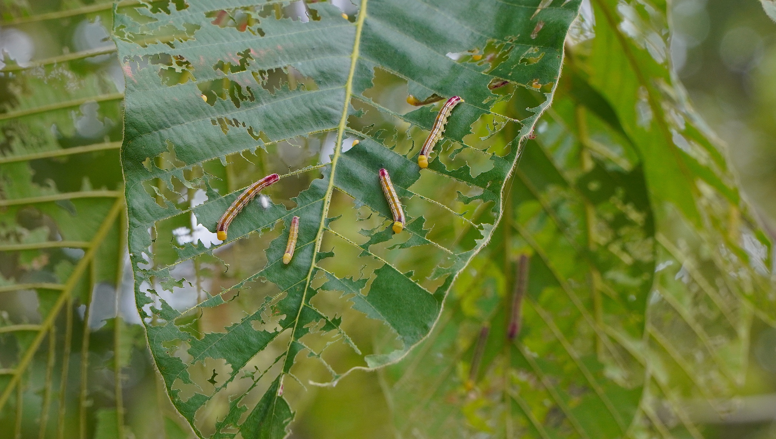 Ăn trụi lá cây, đàn sâu tơ, đu cành bò chi chít vào nhà, dân ở Bà Rịa-Vũng Tàu phát hoảng- Ảnh 3.