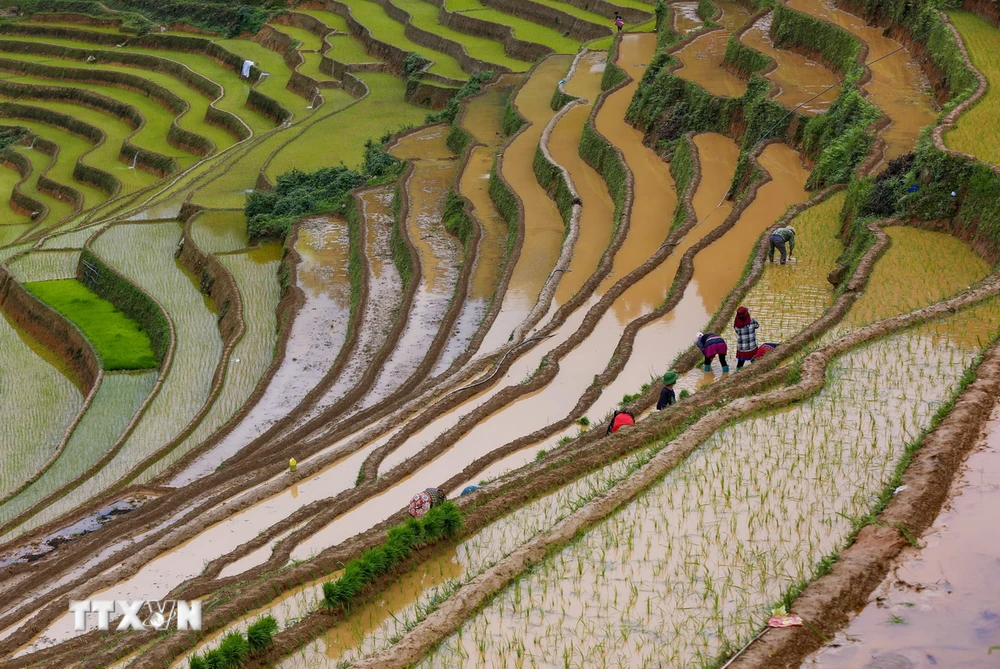 ttxvn_mu cang chai (12).jpg