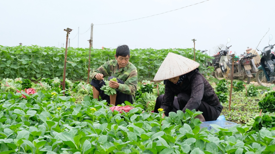 Công tác giảm nghèo của Hà Nội đạt nhiều kết quả tích cực.